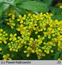 Alyssum argenteum (smagliczka srebrzysta)