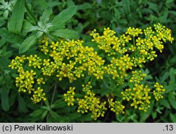 Alyssum argenteum (smagliczka srebrzysta)