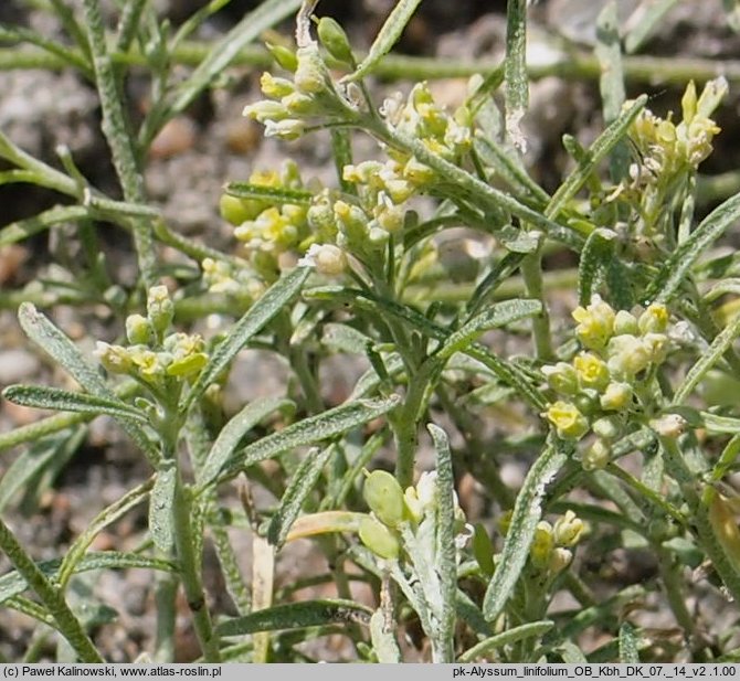 Alyssum linifolium (smagliczka lnolistna)