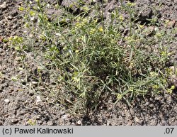 Alyssum linifolium (smagliczka lnolistna)