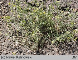 Alyssum linifolium (smagliczka lnolistna)