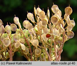 Alyssum murale (smagliczka murowa)