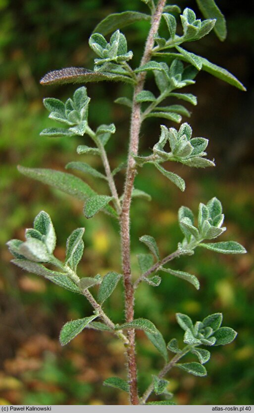 Alyssum murale (smagliczka murowa)