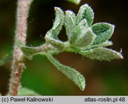 Alyssum murale (smagliczka murowa)