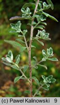 Alyssum murale (smagliczka murowa)