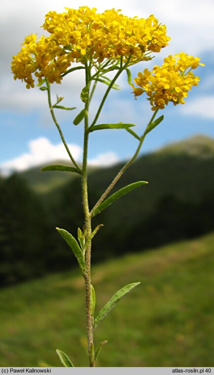 Alyssum murale (smagliczka murowa)