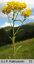 Alyssum murale (smagliczka murowa)