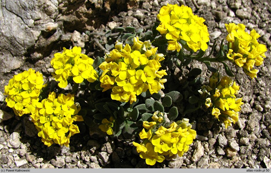 Alyssum pirinicum