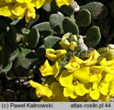 Alyssum pirinicum