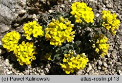 Alyssum pirinicum