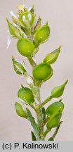 Alyssum turkestanicum (smagliczka drobna)