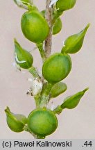 Alyssum turkestanicum (smagliczka drobna)