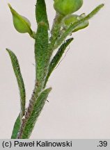 Alyssum turkestanicum (smagliczka drobna)