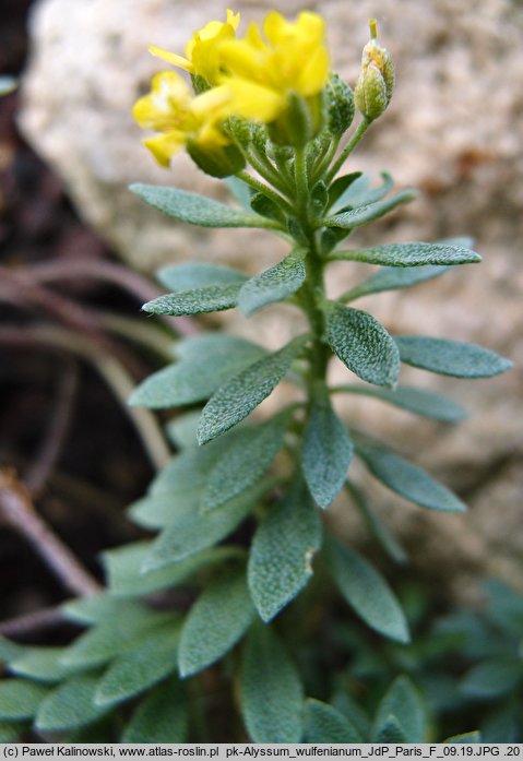 Alyssum wulfenianum