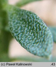 Alyssum wulfenianum