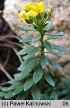 Alyssum wulfenianum