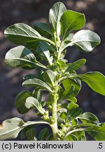 Amaranthus blitoides (szarłat komosowaty)