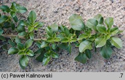 Amaranthus blitoides (szarłat komosowaty)