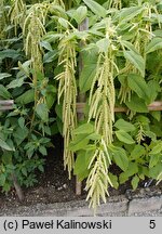 Amaranthus caudatus (szarłat zwisły)