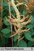 Amaranthus caudatus (szarłat zwisły)