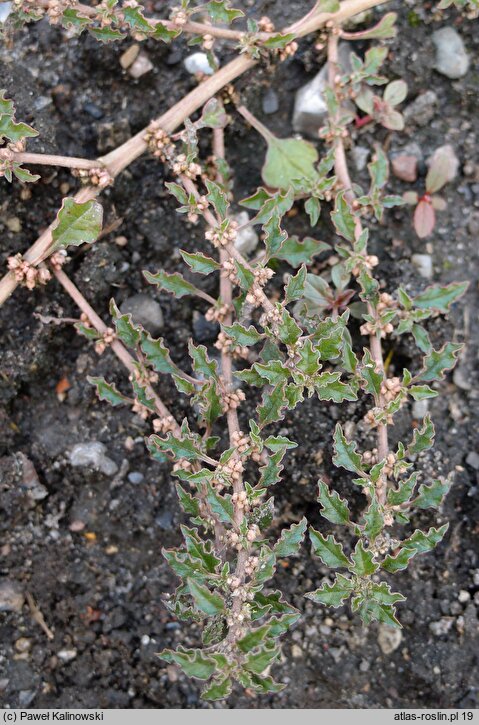 Amaranthus crispus