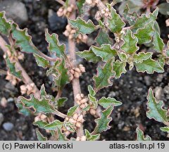 Amaranthus crispus