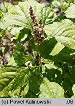 Amaranthus deflexus (szarłat pochylony)