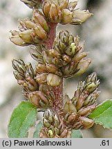 Amaranthus deflexus (szarłat pochylony)