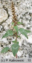 Amaranthus deflexus (szarłat pochylony)