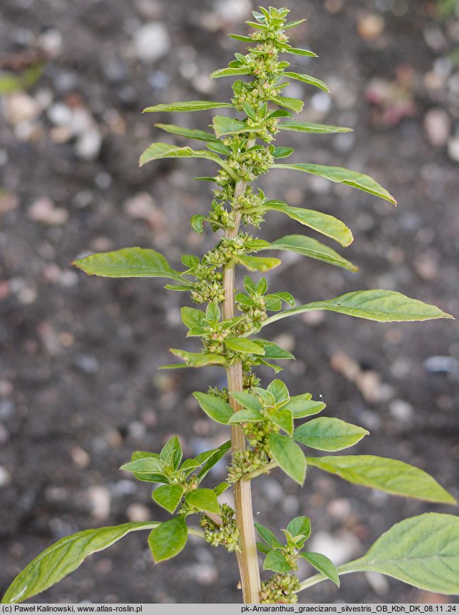 Amaranthus graecizans (szarłat nagi)