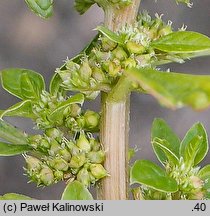 Amaranthus graecizans (szarłat nagi)