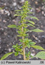 Amaranthus graecizans (szarłat nagi)