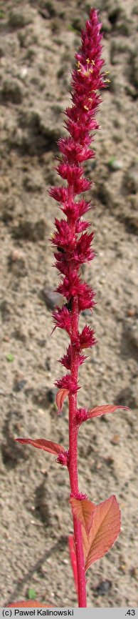 Amaranthus hybridus