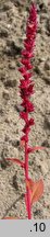 Amaranthus hybridus s.str.
