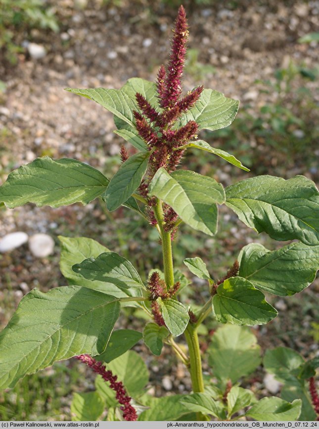 Amaranthus hypochondriacus (szarłat posępny)