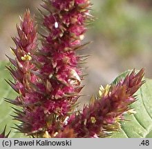 Amaranthus hypochondriacus (szarłat posępny)