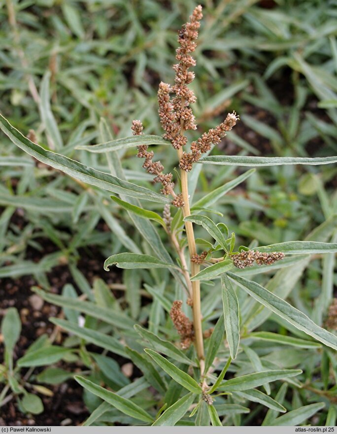 Amaranthus muricatus