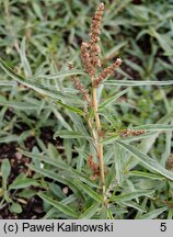 Amaranthus muricatus