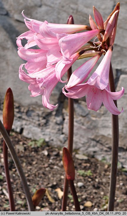 Amaryllis belladonna (amarylis (bot.))