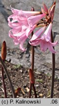 Amaryllis belladonna (amarylis (bot.))