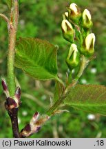 Amelanchier alnifolia (świdośliwa olcholistna)