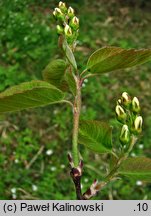 Amelanchier alnifolia (świdośliwka olcholistna)