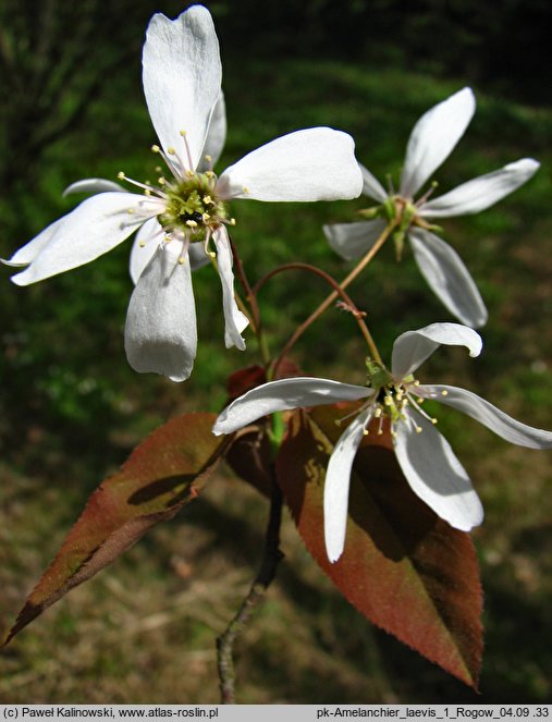 Amelanchier laevis (świdośliwka gładka)