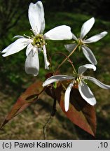 Amelanchier laevis (świdośliwka gładka)