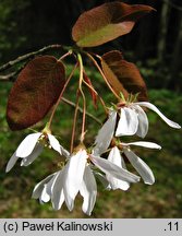 Amelanchier laevis (świdośliwka gładka)