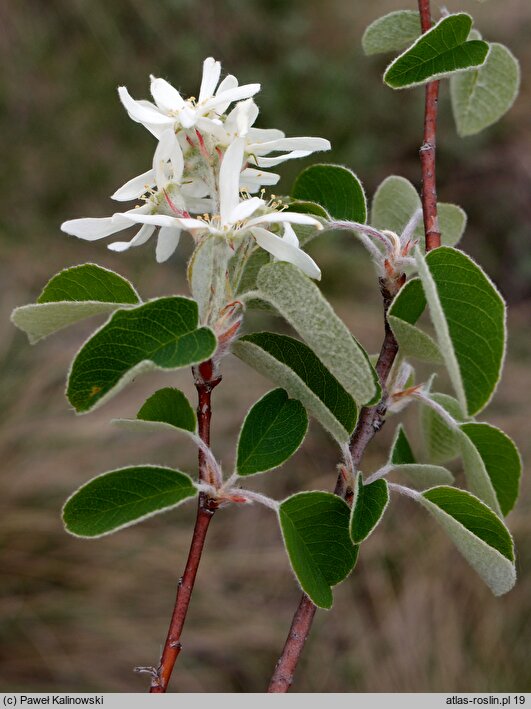 Amelanchier ovalis (świdośliwka jajowata)