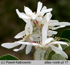 Amelanchier ovalis (świdośliwka jajowata)