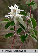 Amelanchier ovalis (świdośliwka jajowata)