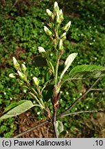 Amelanchier ovalis (świdośliwka jajowata)