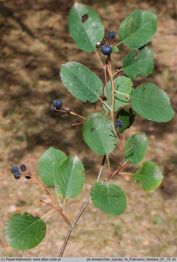 Amelanchier spicata (świdośliwka kłosowa)